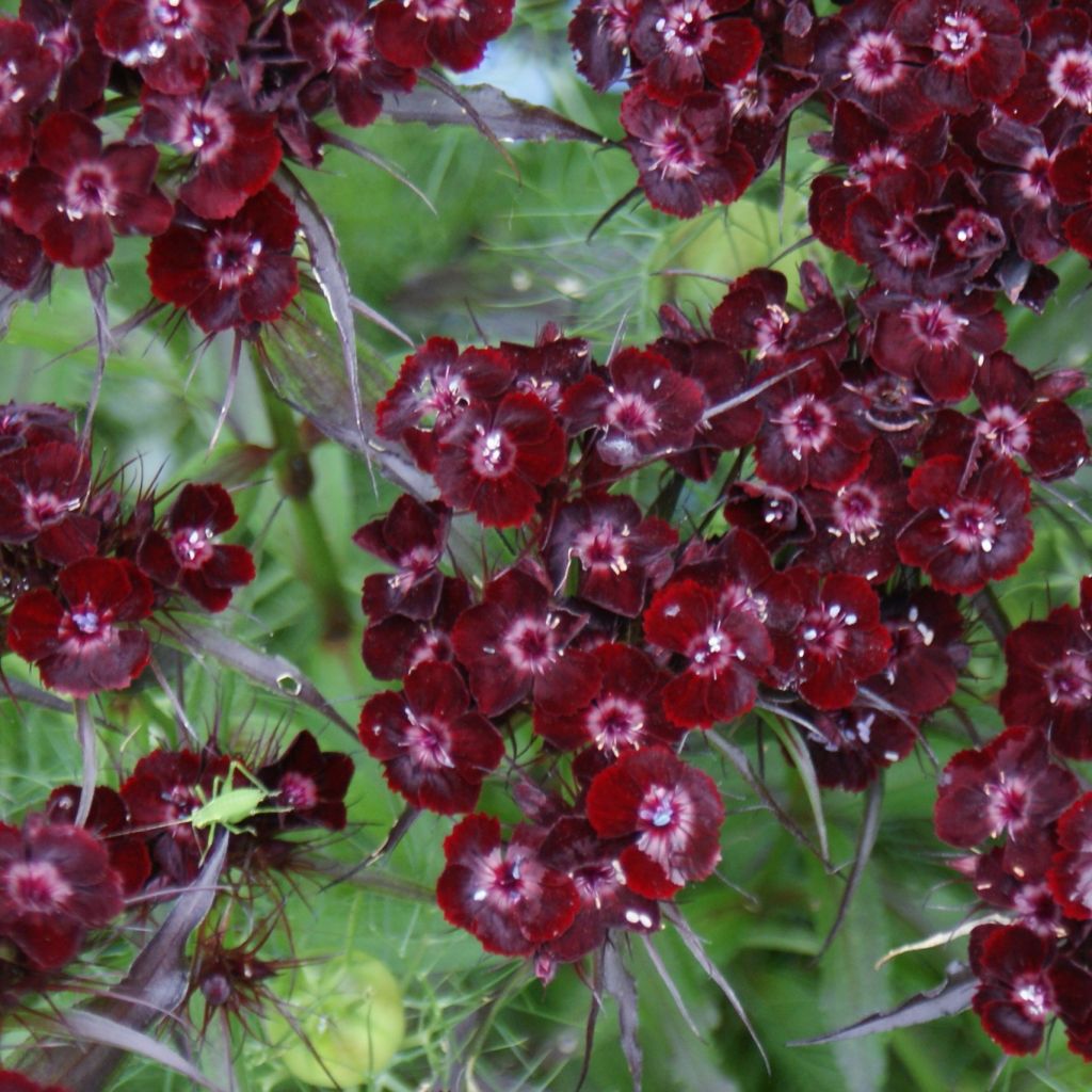 Dianthus barbatus Nigrescens Sooty - Garofano dei poeti