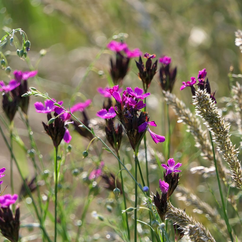 Dianthus carthusianorum - Garofanino dei Certosini