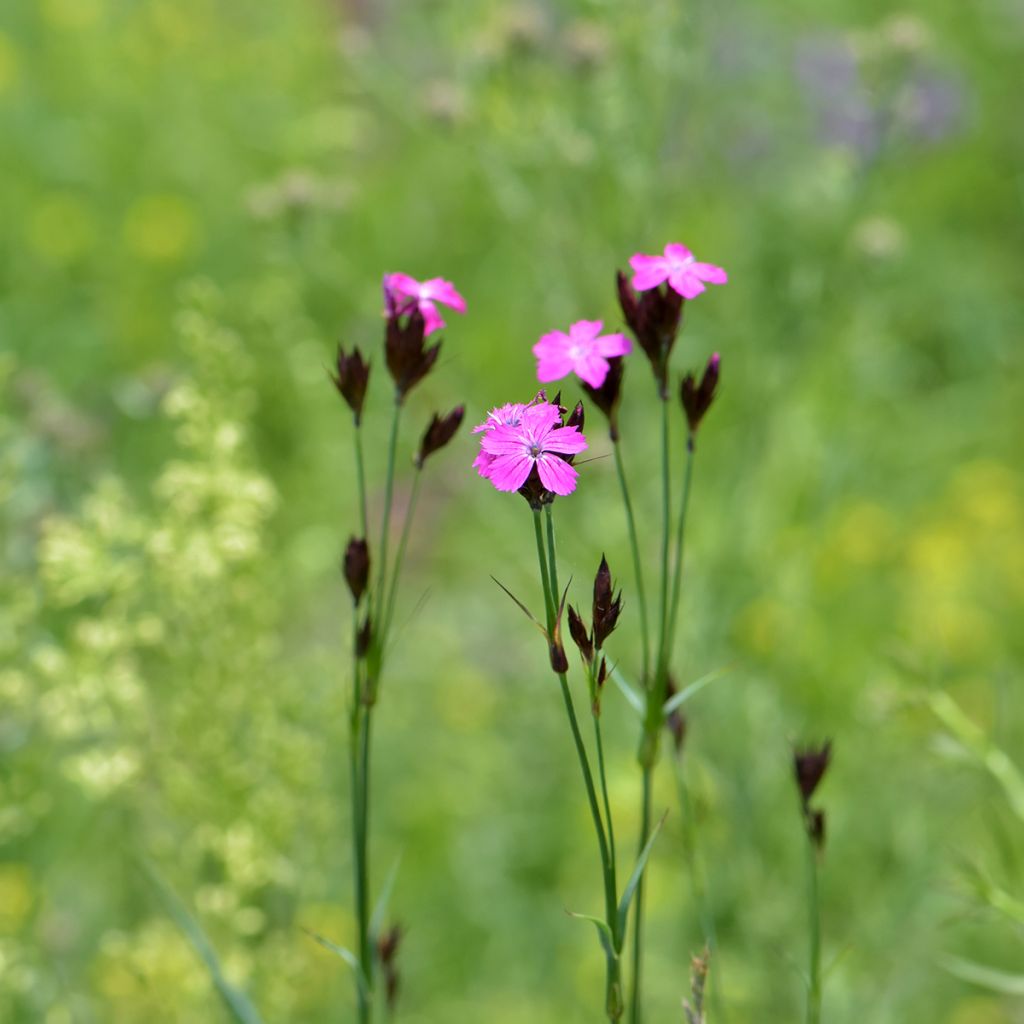 Dianthus carthusianorum - Garofanino dei Certosini