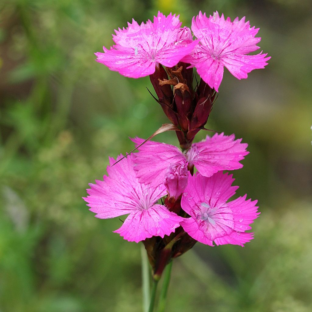 Dianthus carthusianorum - Garofanino dei Certosini