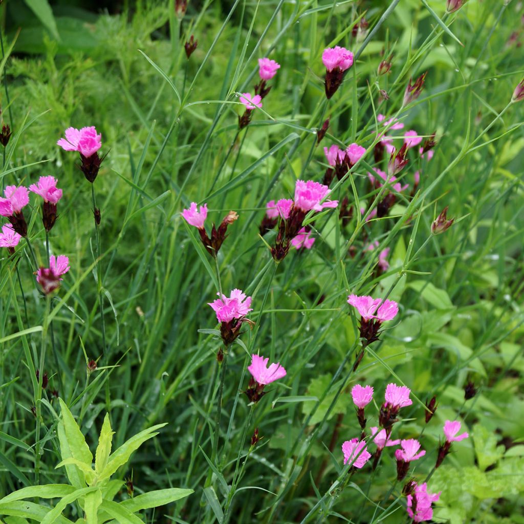 Dianthus carthusianorum - Garofanino dei Certosini