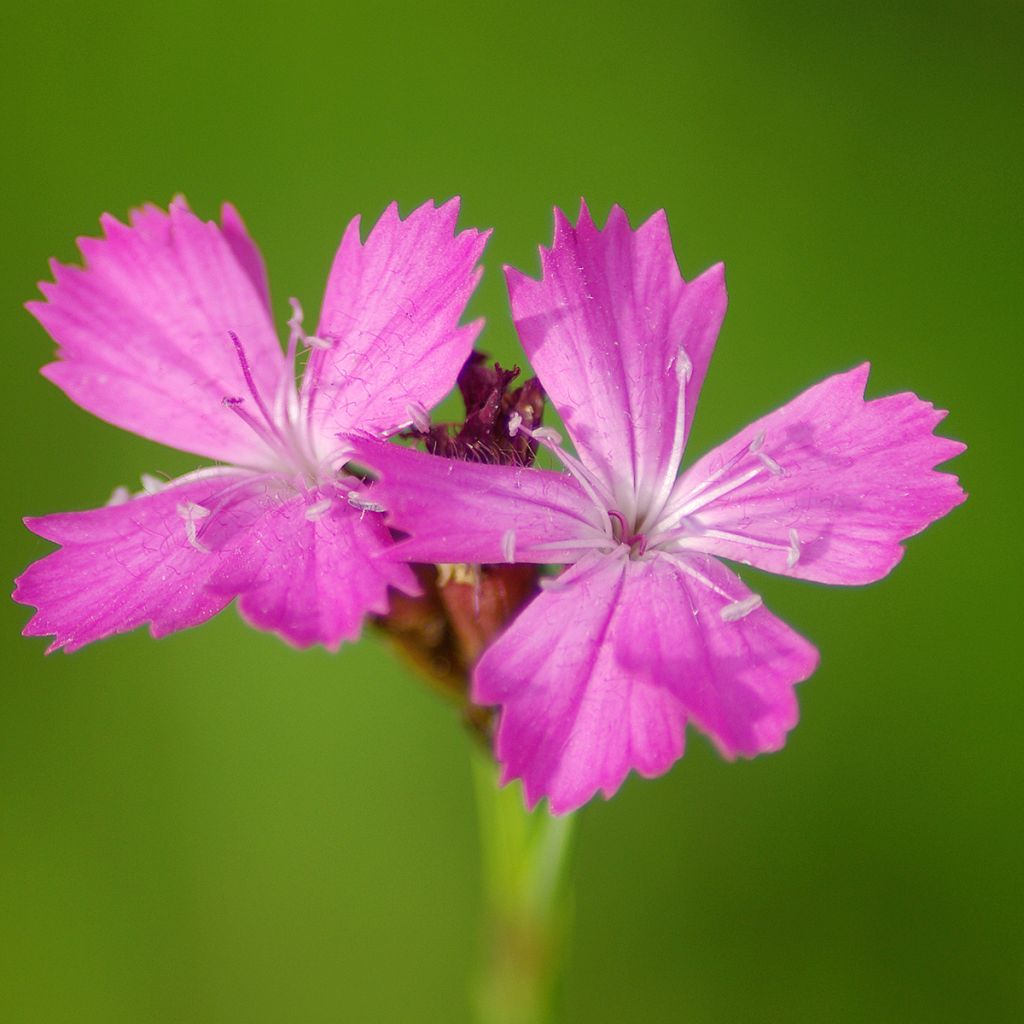 Dianthus carthusianorum - Garofanino dei Certosini