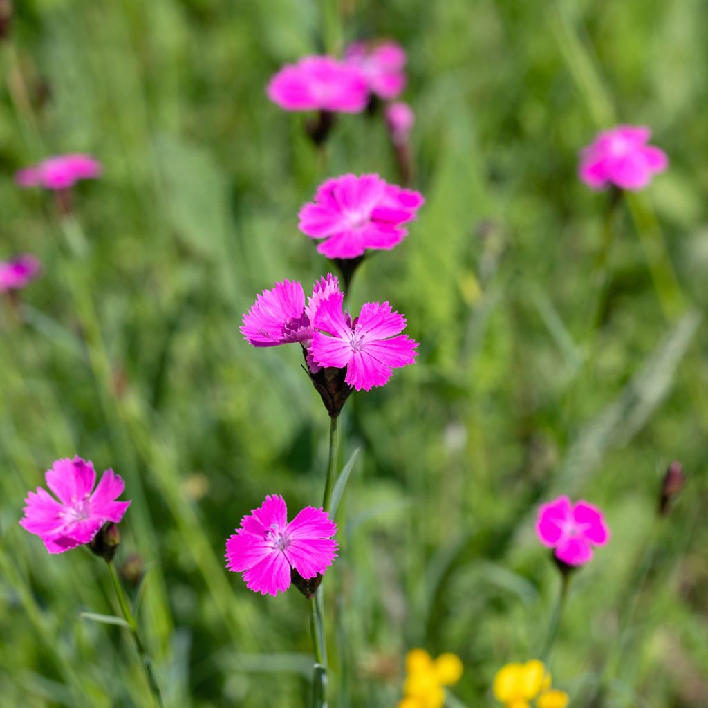 Dianthus carthusianorum - Garofanino dei Certosini