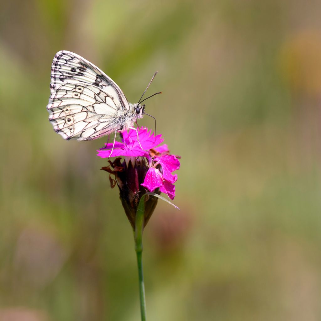 Dianthus carthusianorum - Garofanino dei Certosini