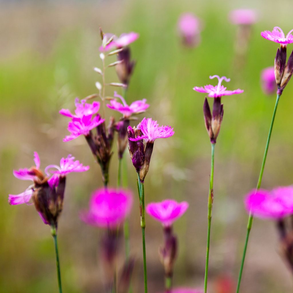 Dianthus carthusianorum - Garofanino dei Certosini