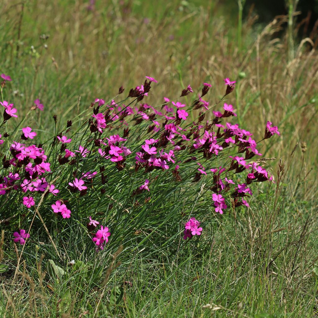 Dianthus carthusianorum - Garofanino dei Certosini