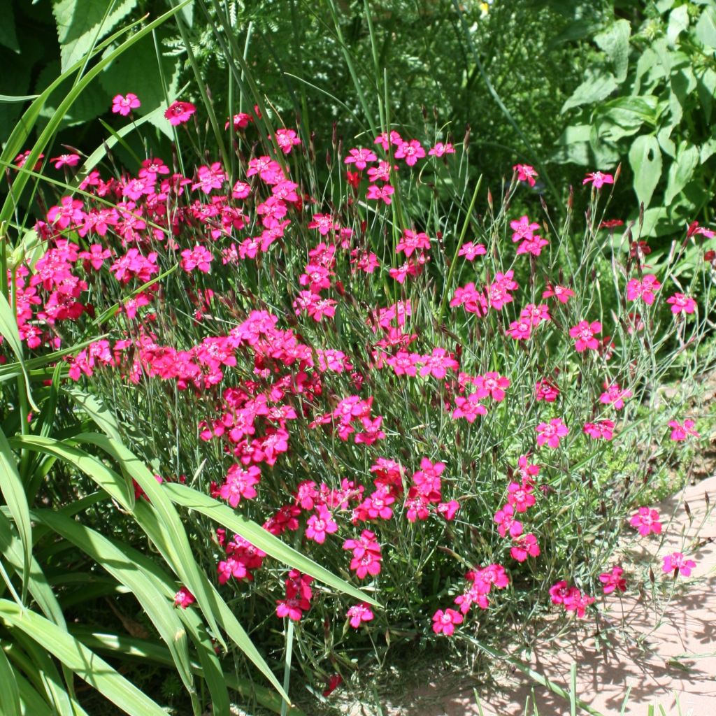 Dianthus deltoides Brillant, Oeillet à delta