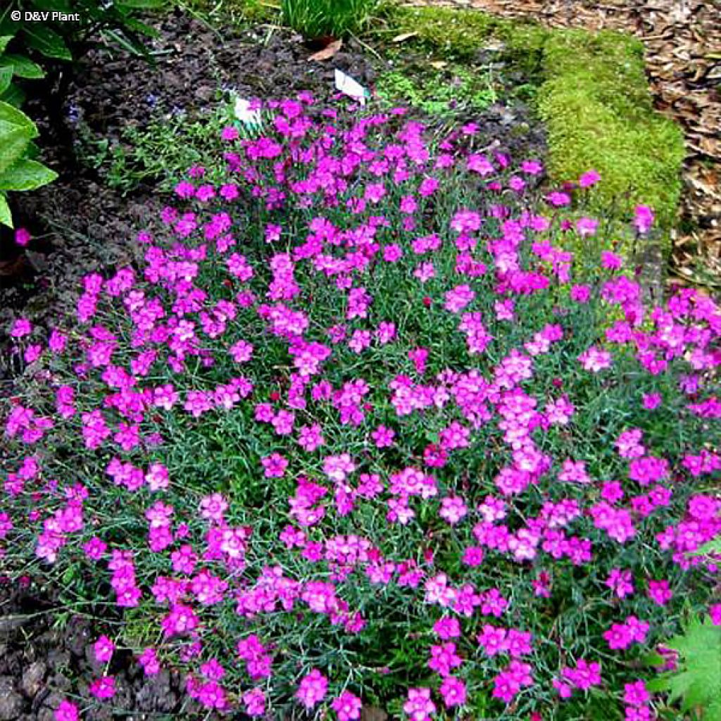 Dianthus deltoides - Garofanino minore