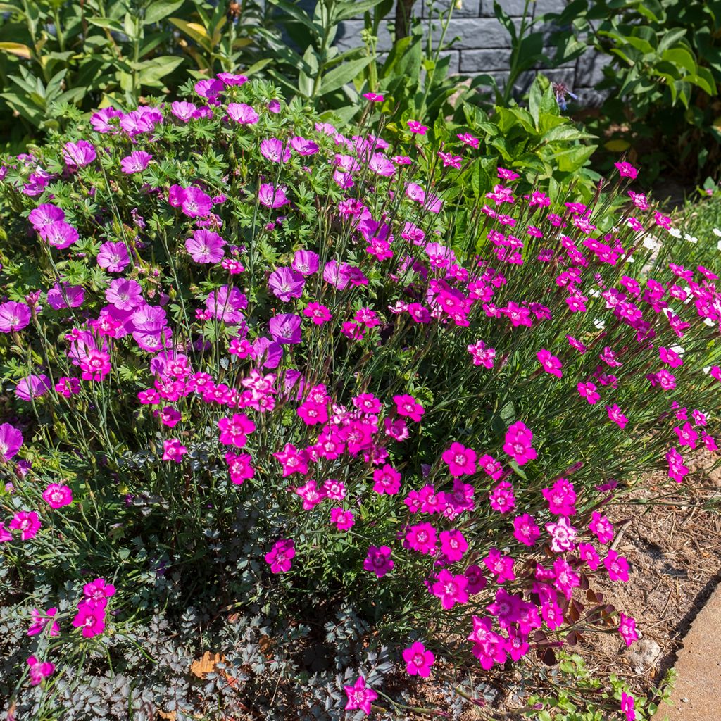 Dianthus deltoides - Garofanino minore