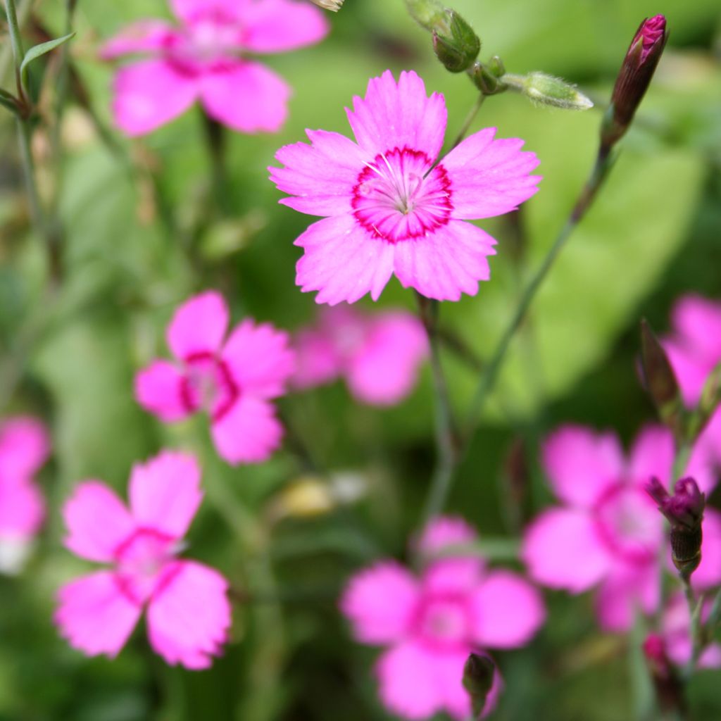 Dianthus deltoides - Garofanino minore