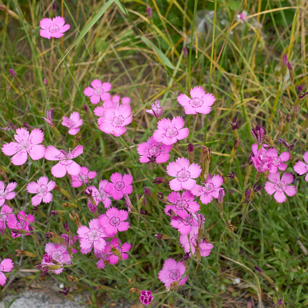 Dianthus deltoides - Garofanino minore