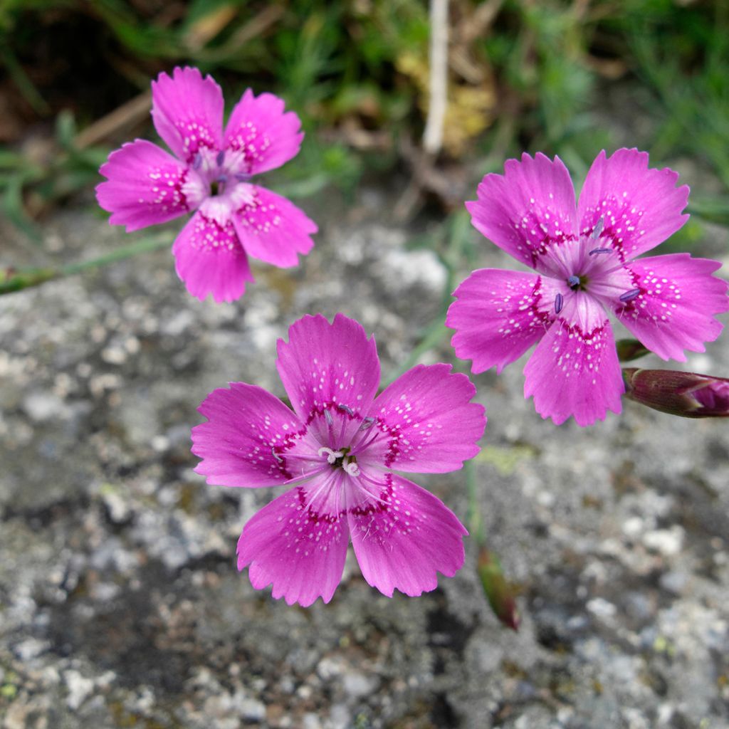 Dianthus deltoides - Garofanino minore