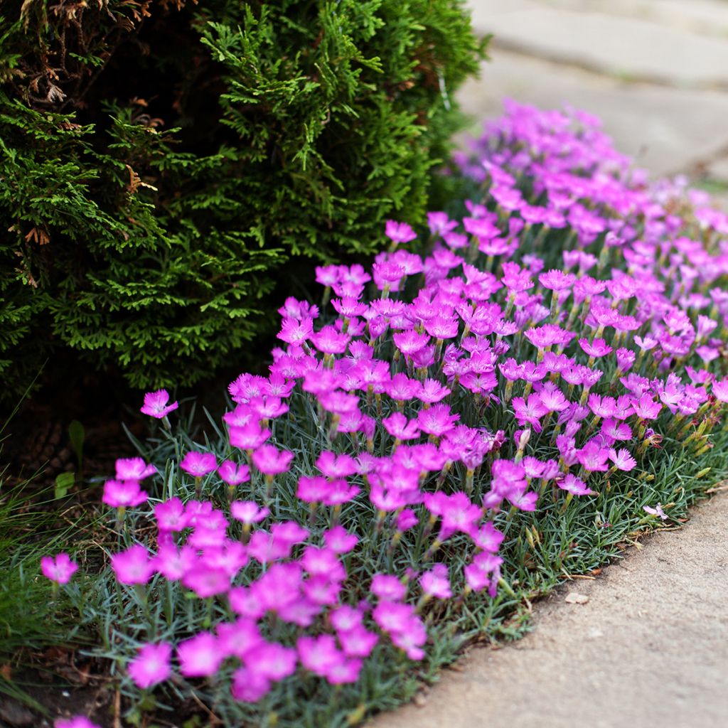 Dianthus deltoides - Garofanino minore