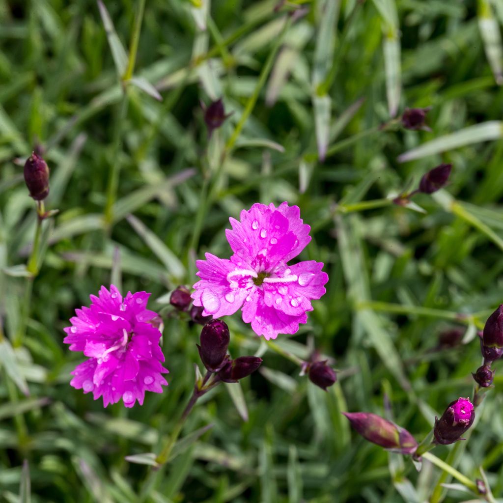 Dianthus gratianopolitanus Badenia - Garofano di Grenoble