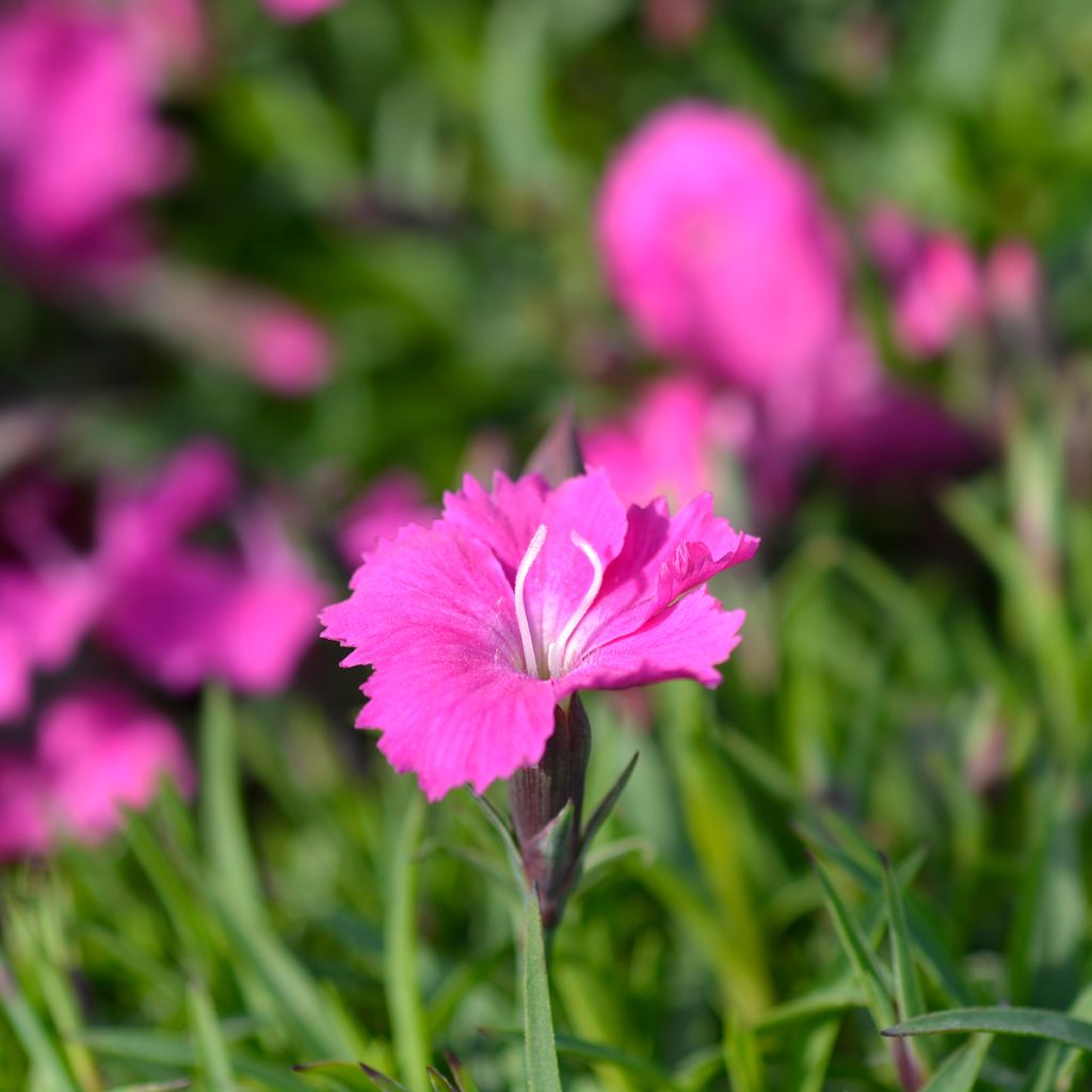 Dianthus gratianopolitanus Kahori - Garofano di Grenoble