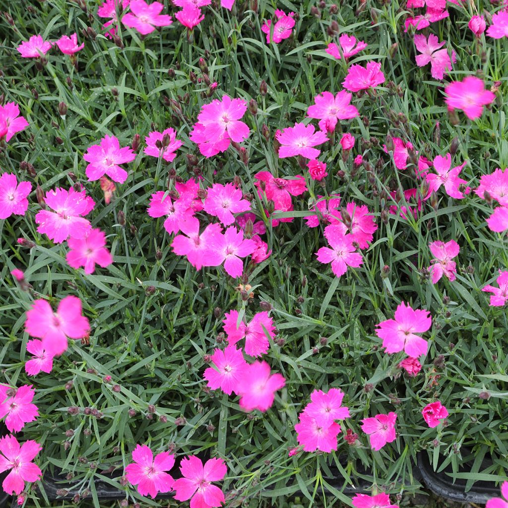 Dianthus gratianopolitanus Kahori - Garofano di Grenoble