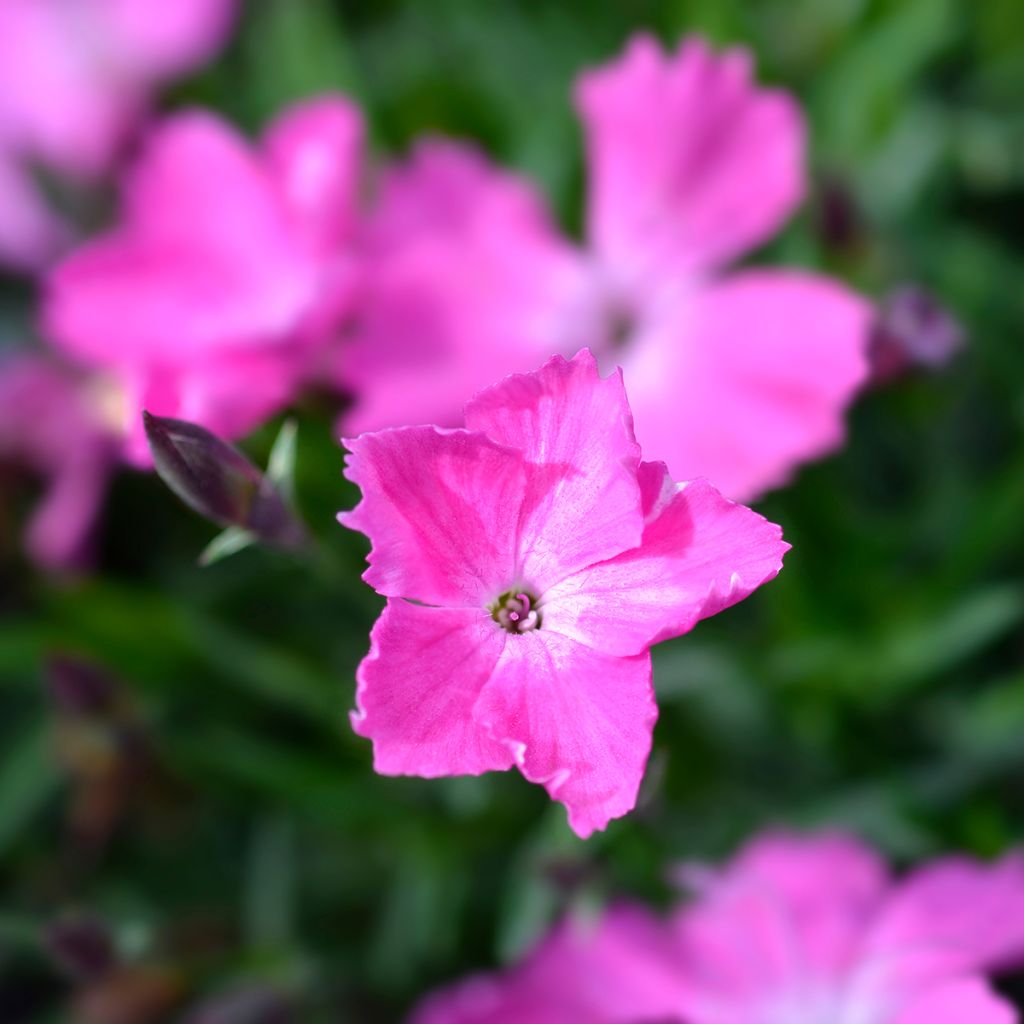 Dianthus gratianopolitanus Kahori - Garofano di Grenoble