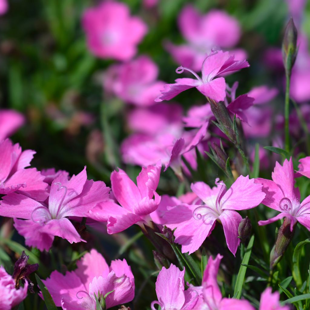 Dianthus gratianopolitanus Kahori - Garofano di Grenoble