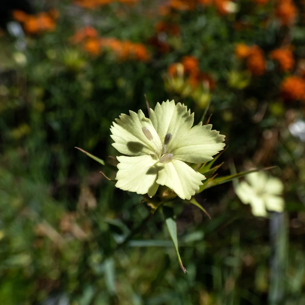 Dianthus knappii - Garofano di Knapp