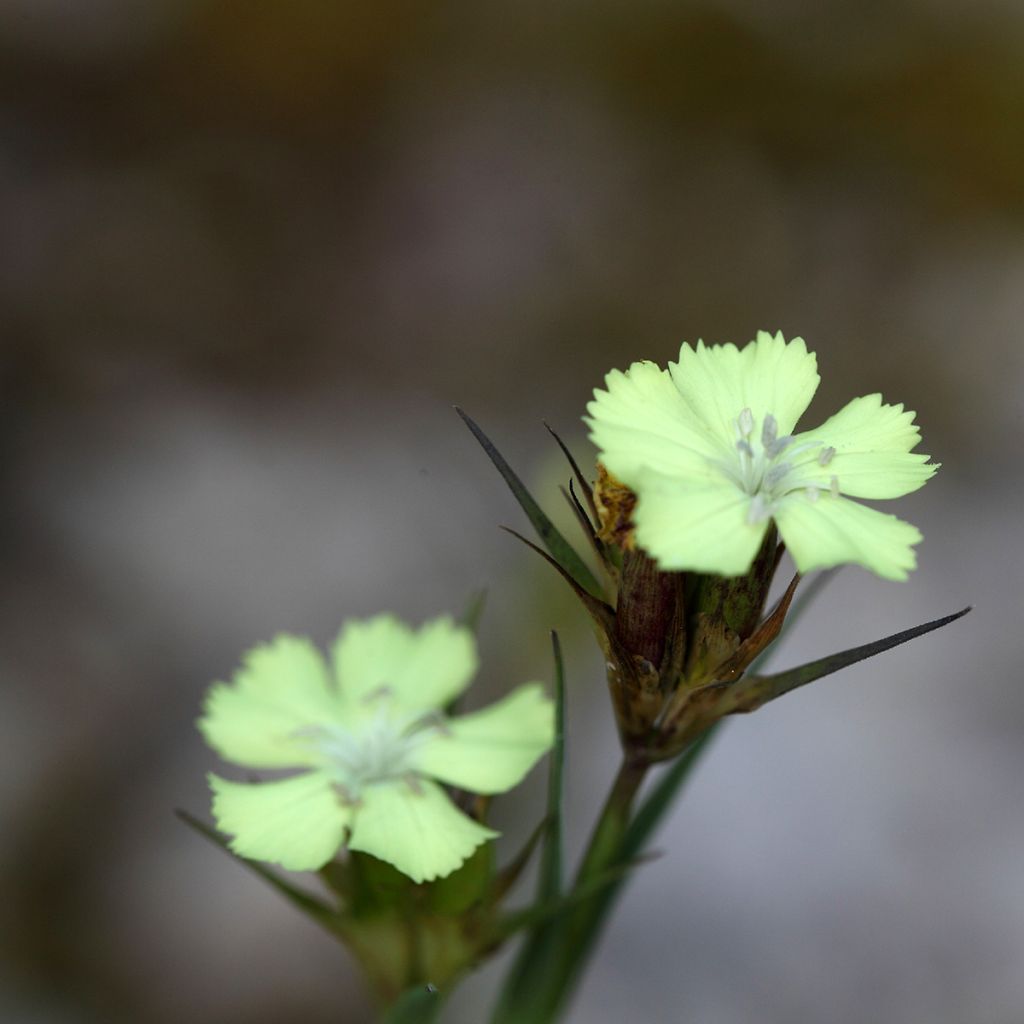 Dianthus knappii - Garofano di Knapp