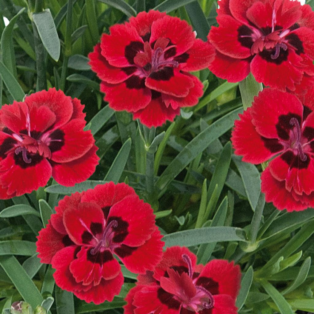 Dianthus plumarius Merci Fleuri - Garofano strisciante