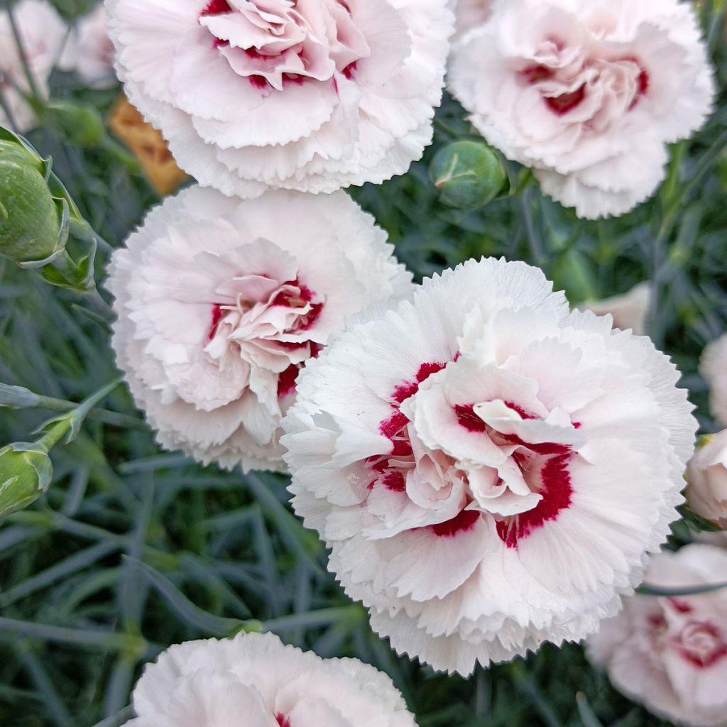 Dianthus plumarius Cranmere Pool - Oeillet mignardise