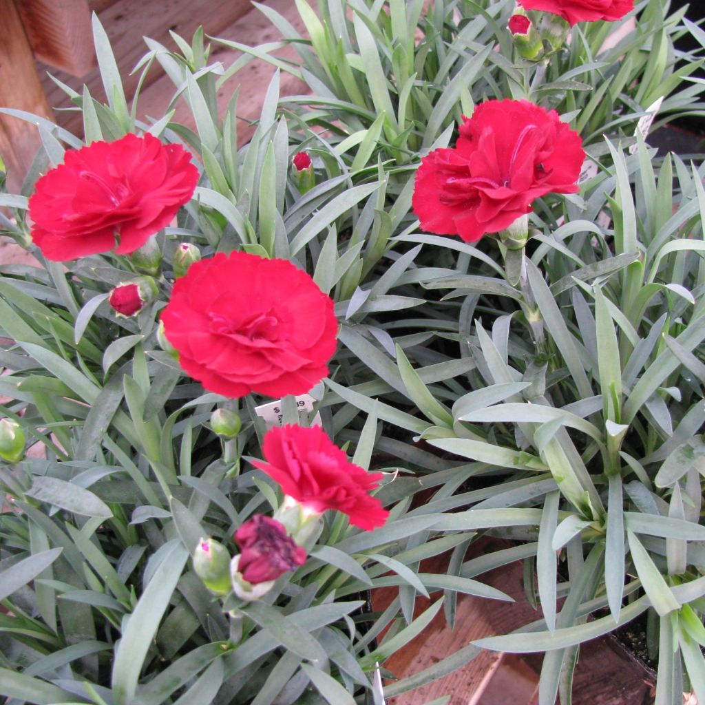 Dianthus plumarius Desmond, Oeillet