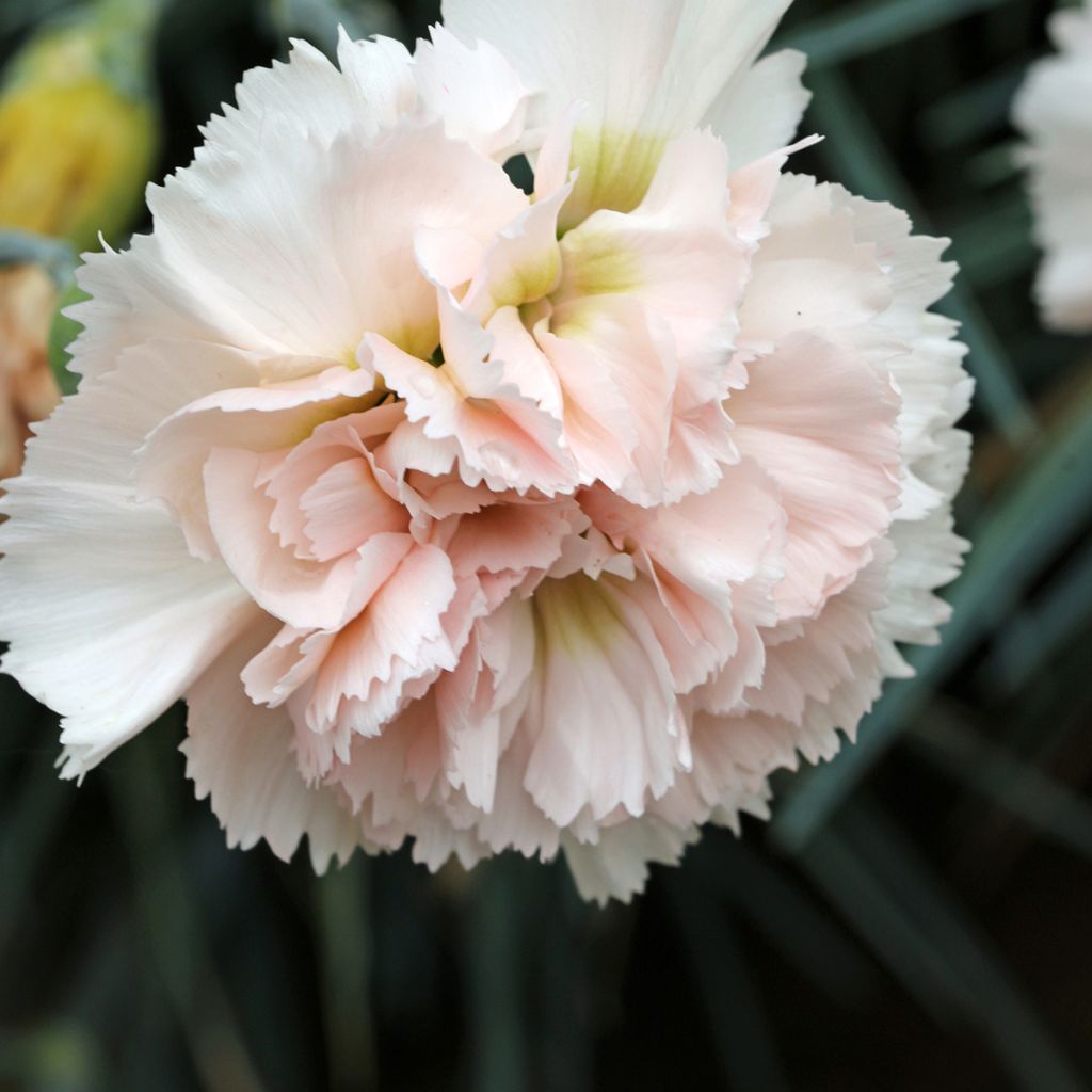 Dianthus plumarius Devon Cream - Garofano strisciante