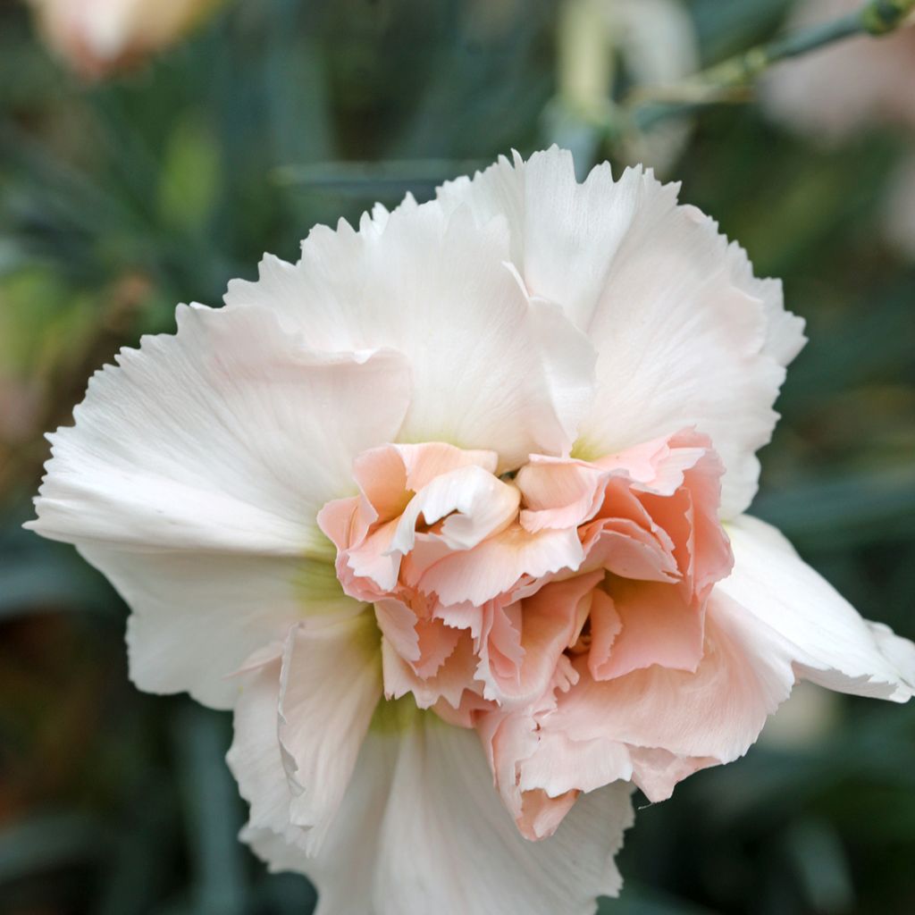 Dianthus plumarius Devon Cream - Garofano strisciante