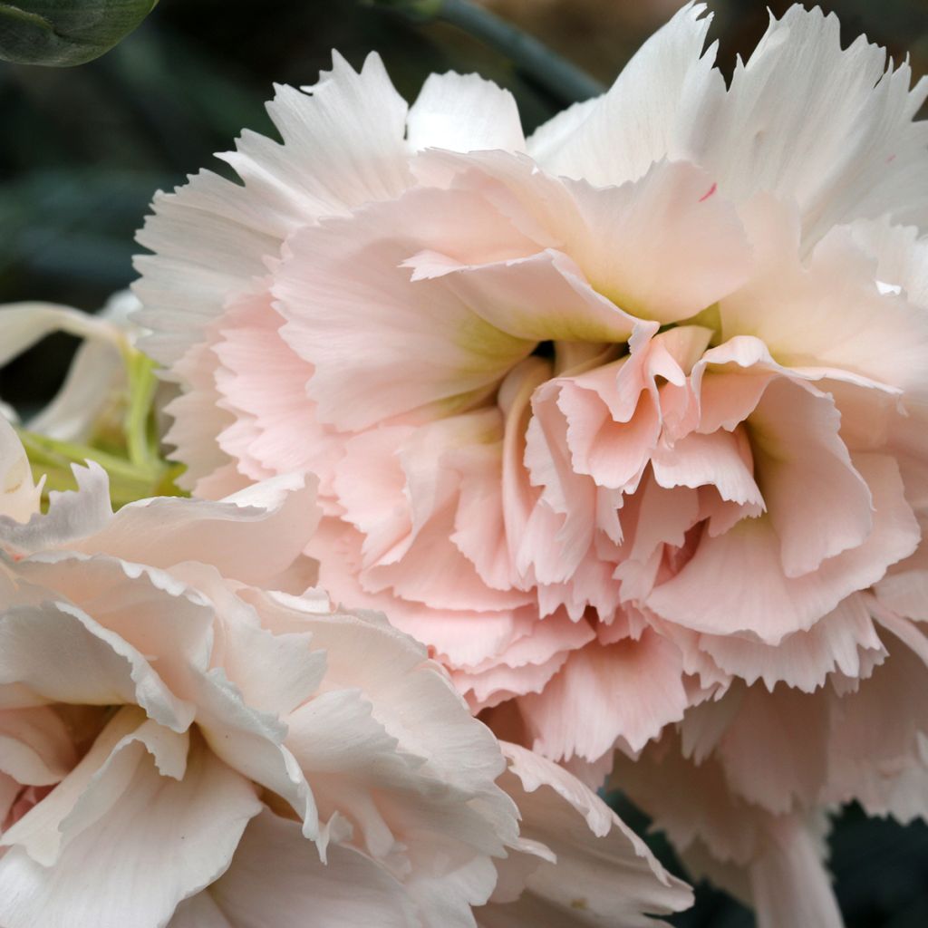 Dianthus plumarius Devon Cream - Garofano strisciante