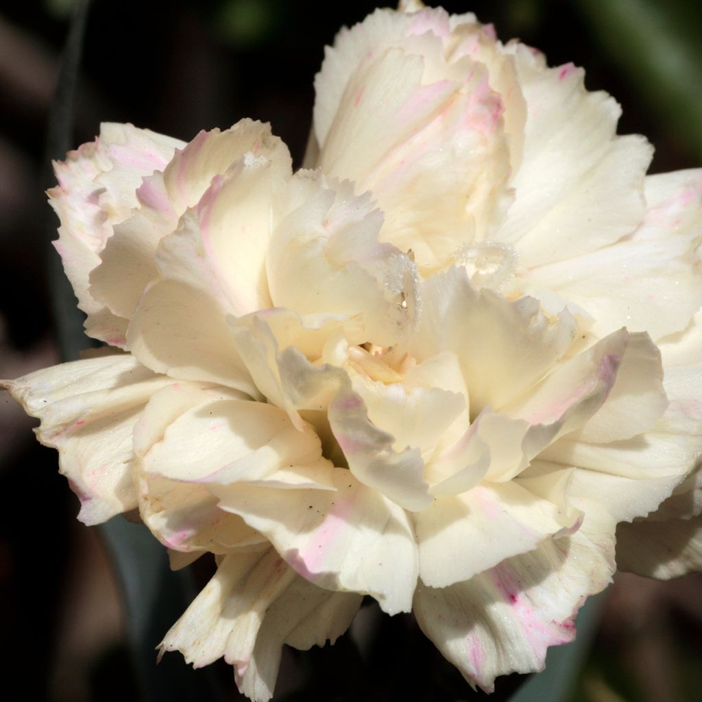 Dianthus plumarius Devon Cream - Garofano strisciante