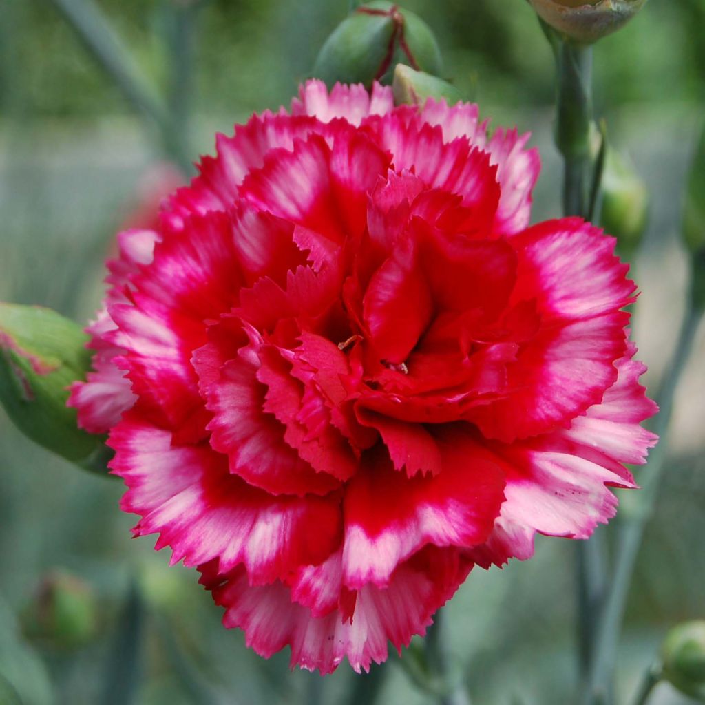 Dianthus plumarius Devon Magic - Garofano strisciante