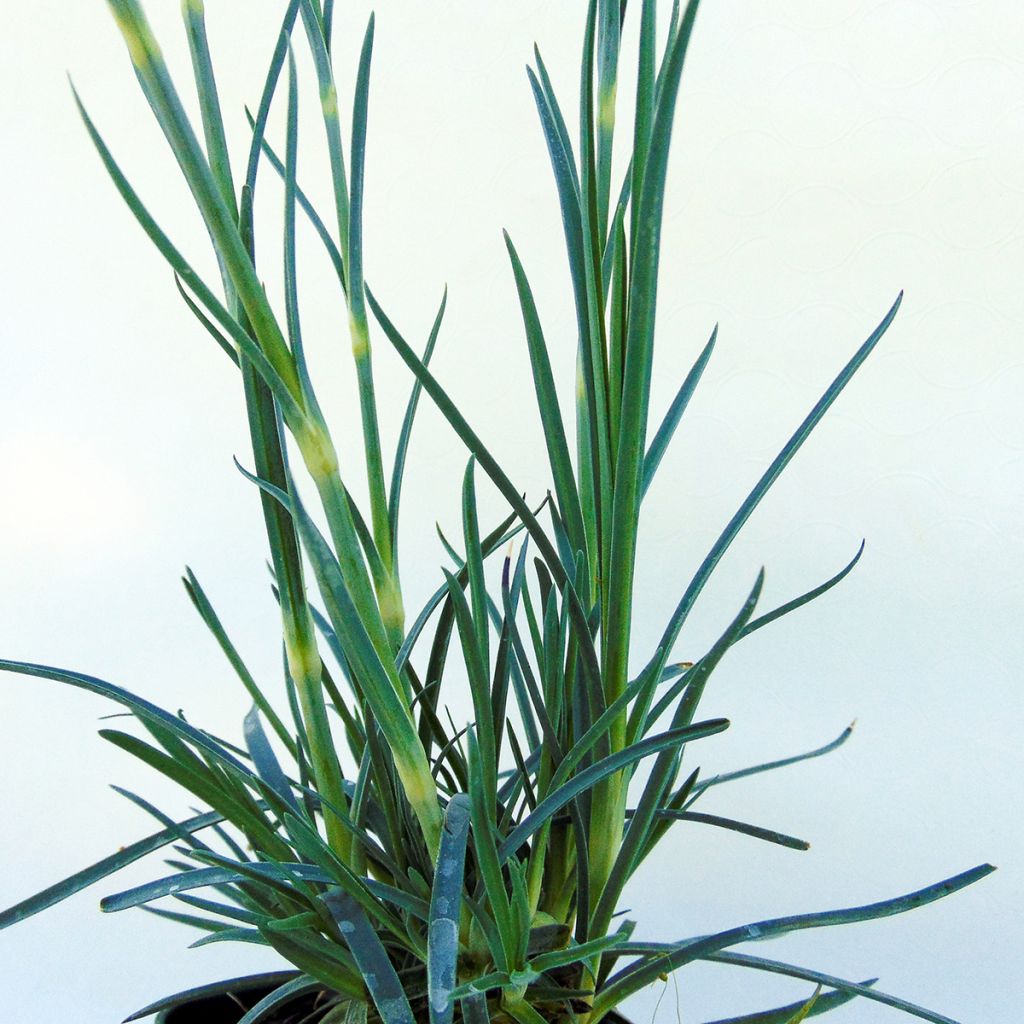 Dianthus plumarius Devon Magic - Garofano strisciante