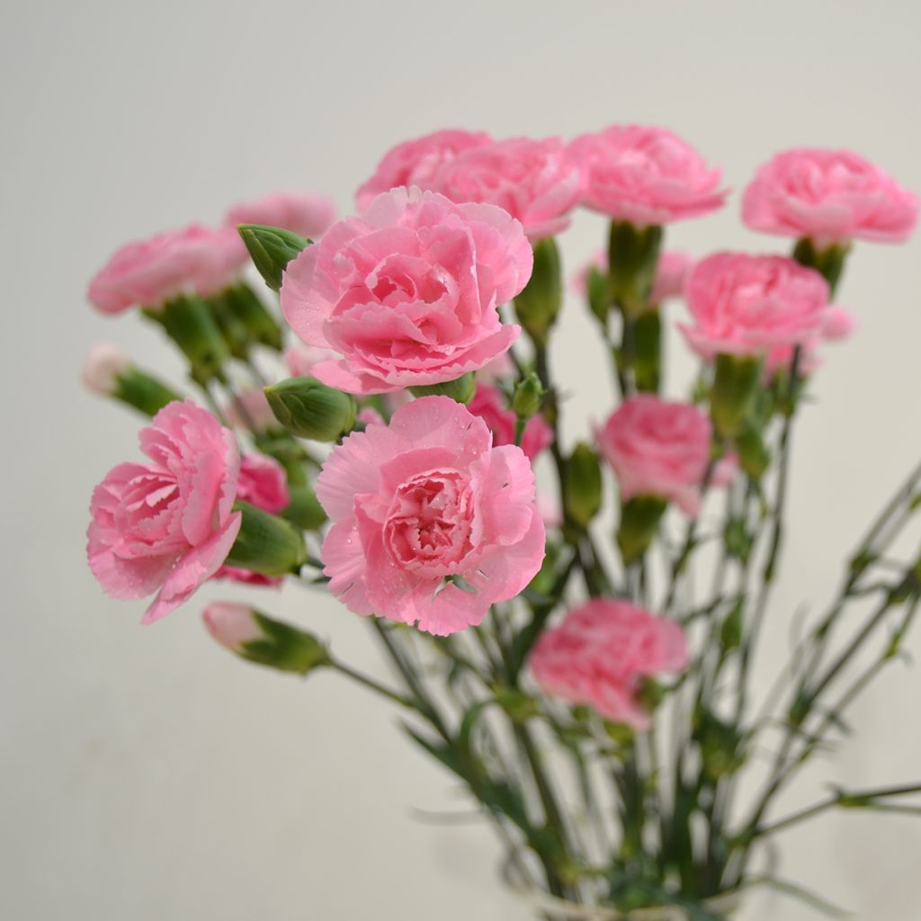 Dianthus plumarius Doris - Garofano strisciante