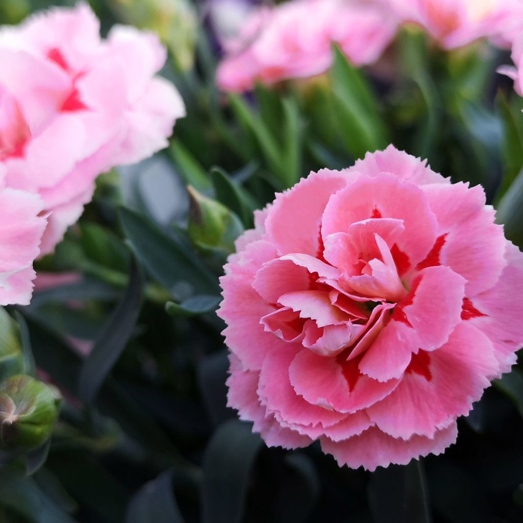 Dianthus plumarius Doris - Garofano strisciante