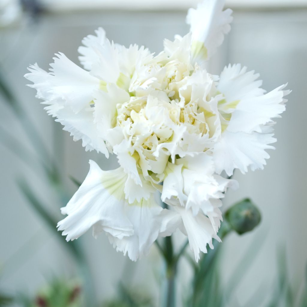 Dianthus plumarius Flore Pleno Albus, Oeillet