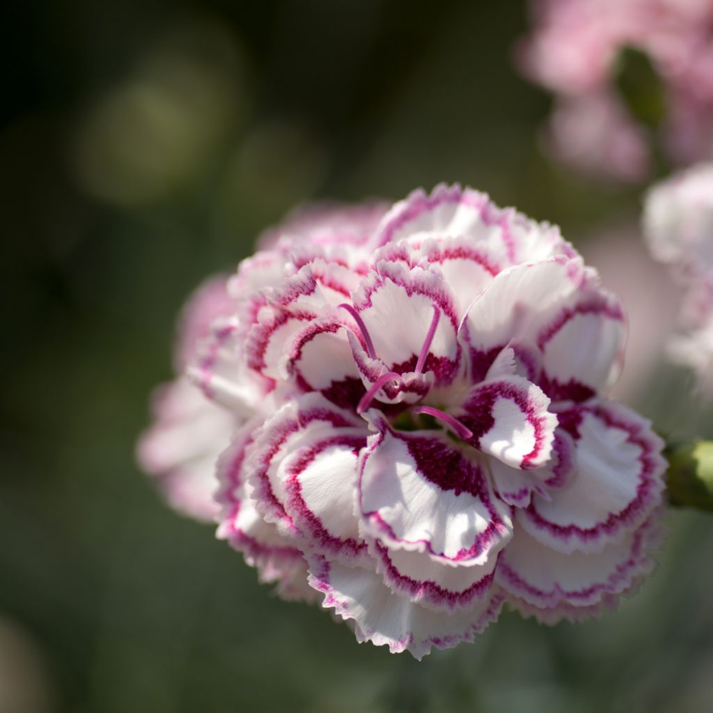 Dianthus plumarius Gran's Favourite - Garofano strisciante