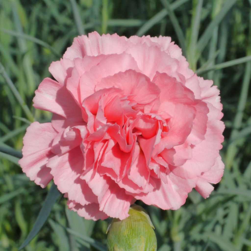 Dianthus plumarius Letitia Wyatt - Oeillet mignardise