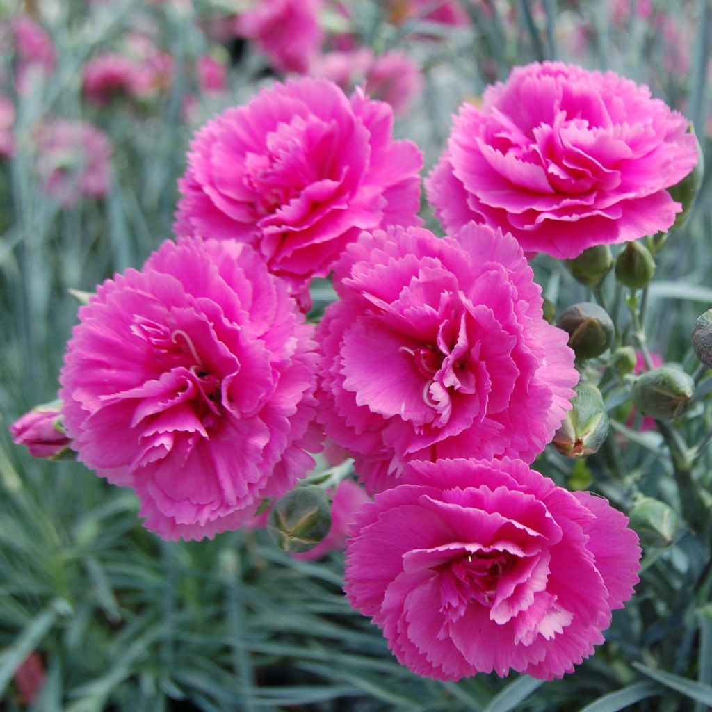 Dianthus plumarius Lily the Pink - Oeillet mignardise.