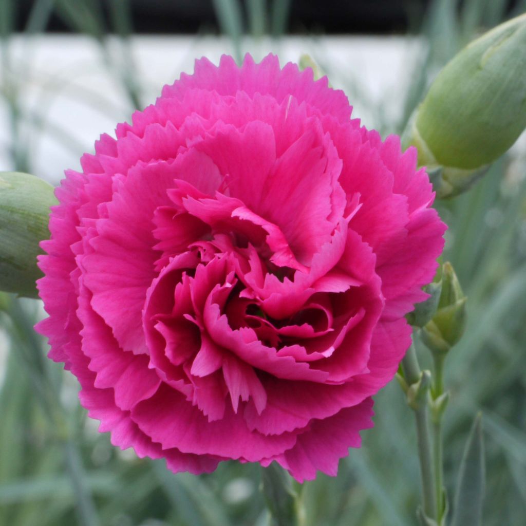 Dianthus plumarius Lily the Pink - Oeillet mignardise