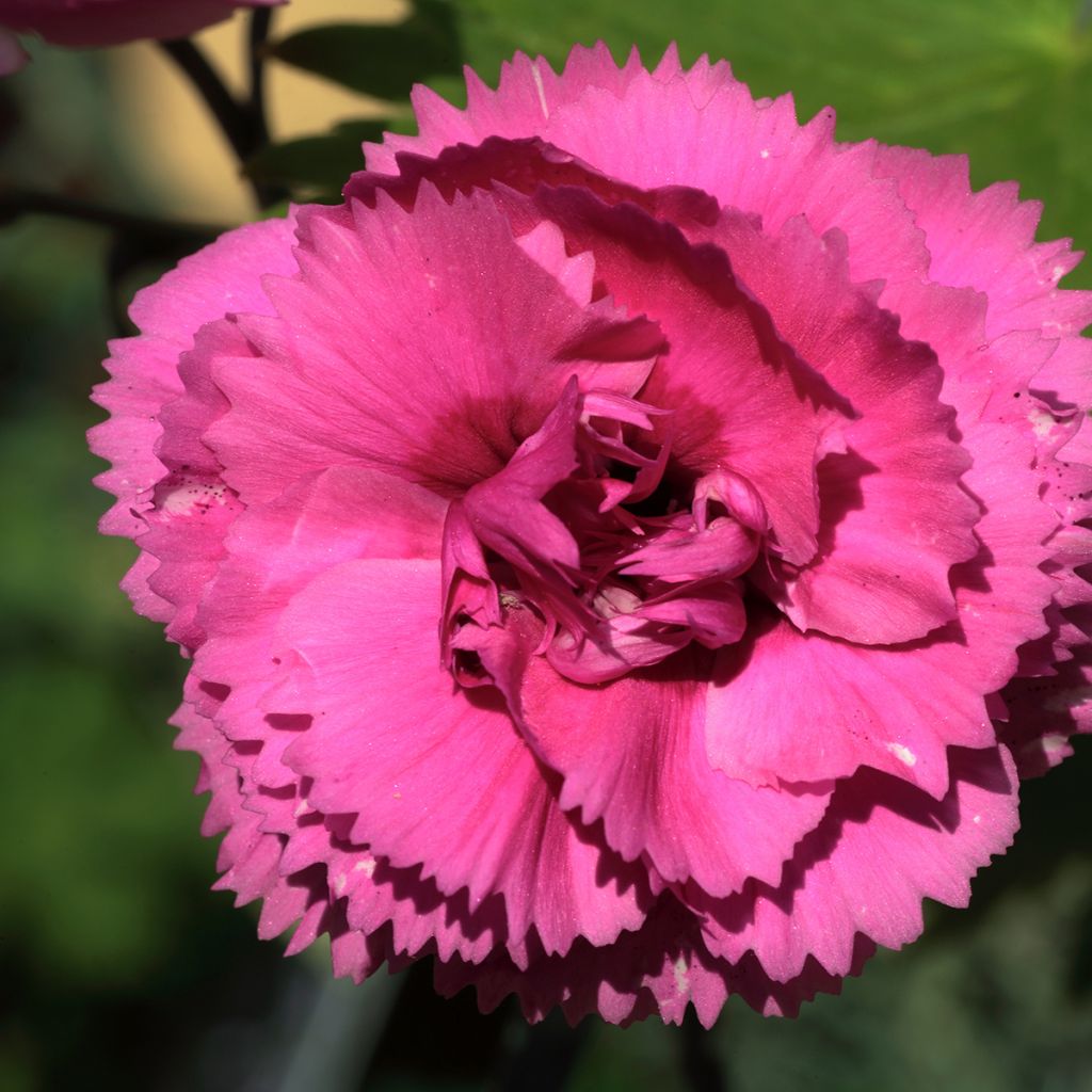 Dianthus plumarius Lily the Pink - Garofano strisciante