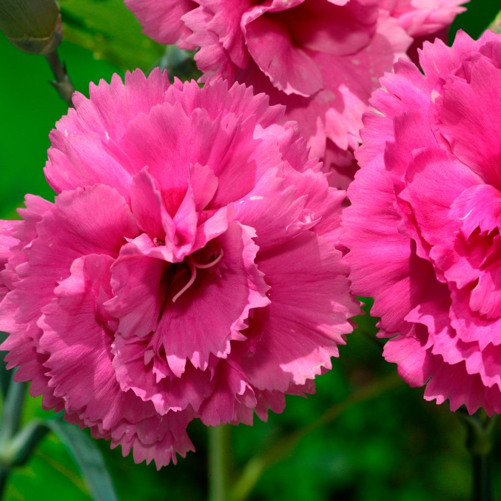 Dianthus plumarius Lily the Pink - Garofano strisciante