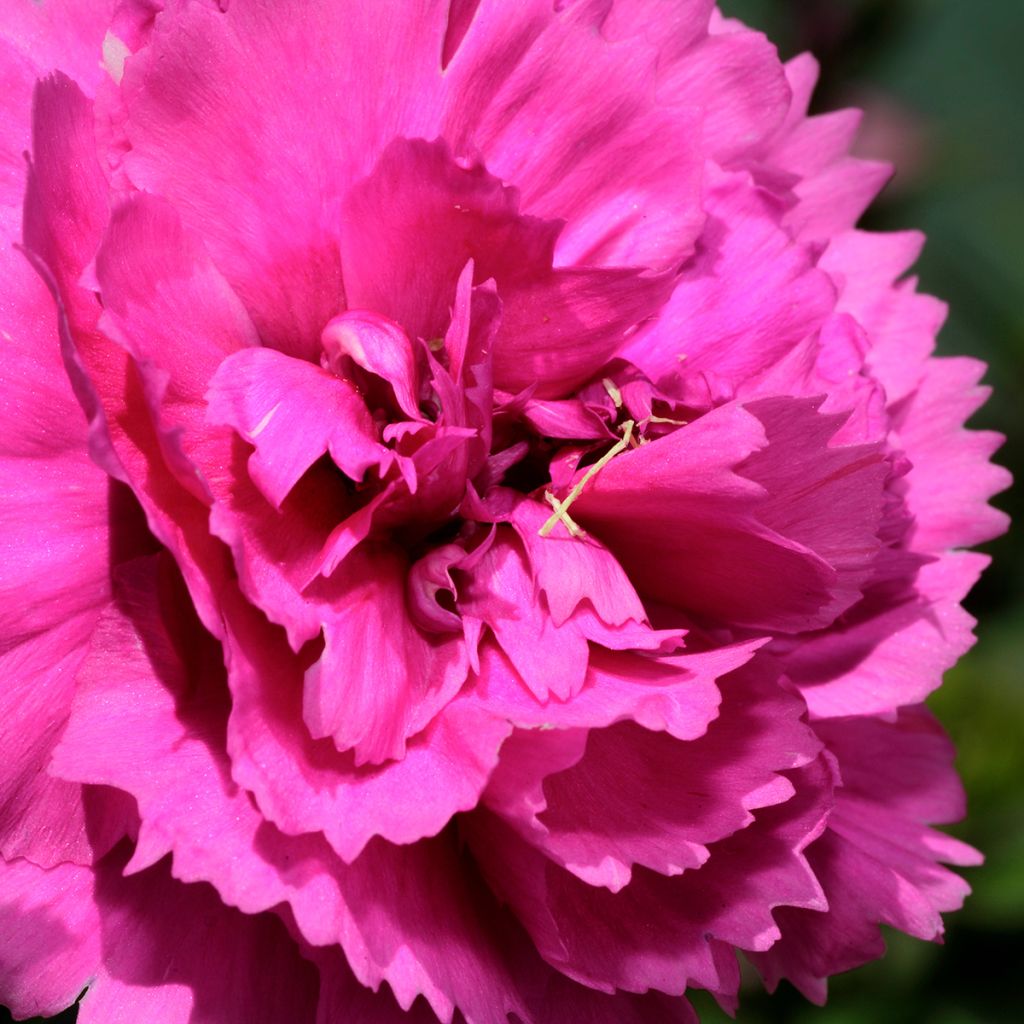 Dianthus plumarius Lily the Pink - Garofano strisciante