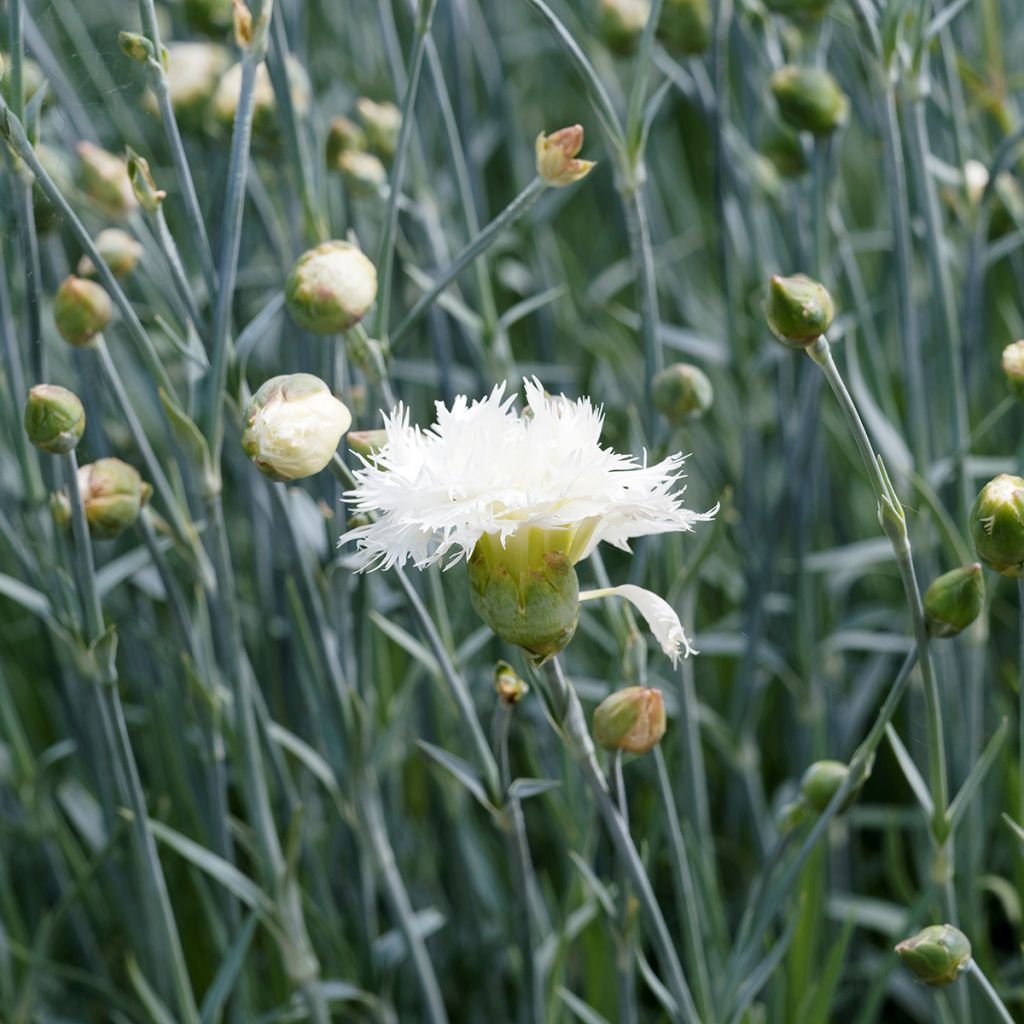 Dianthus plumarius Mrs Sinkins - Garofano strisciante