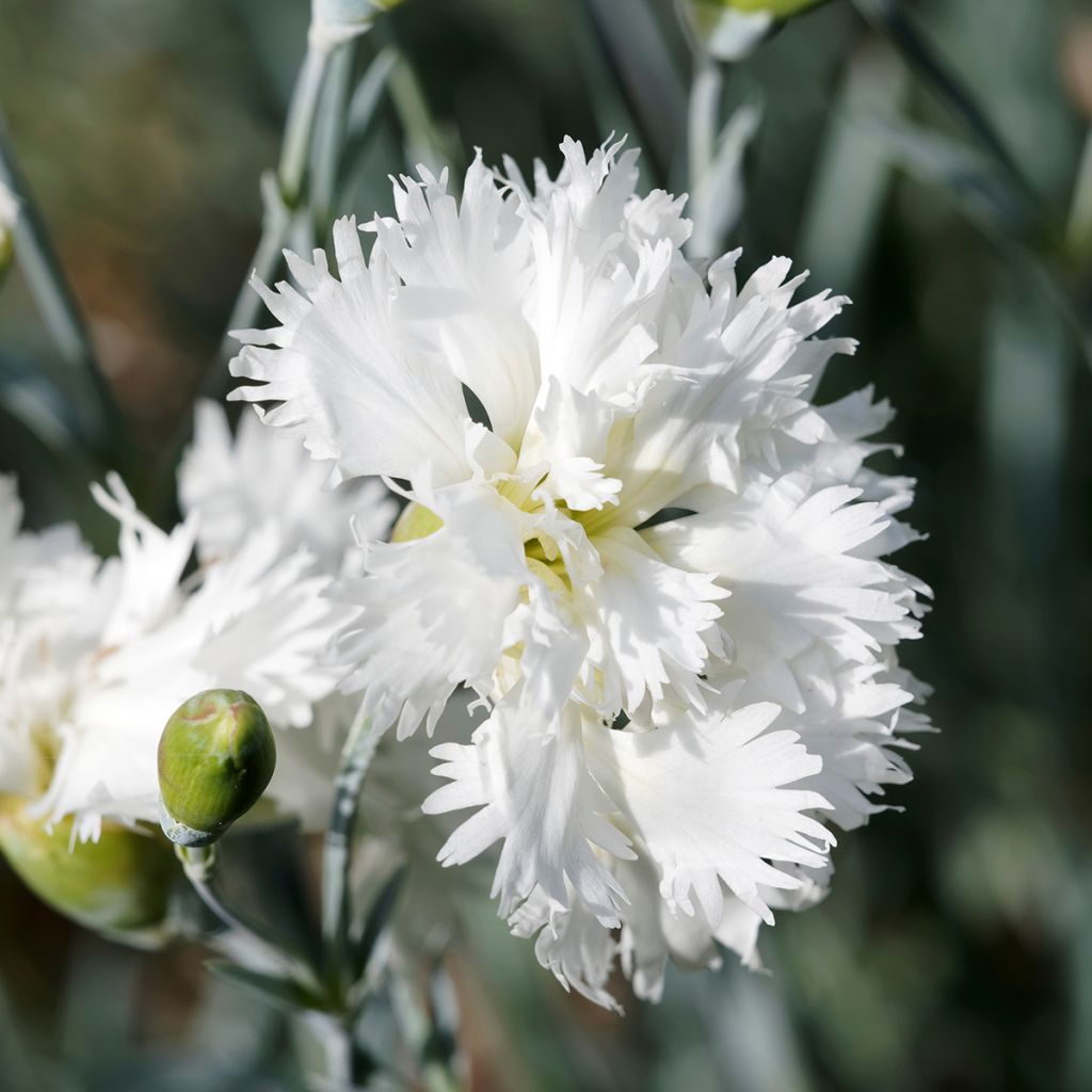 Dianthus plumarius Mrs Sinkins - Garofano strisciante