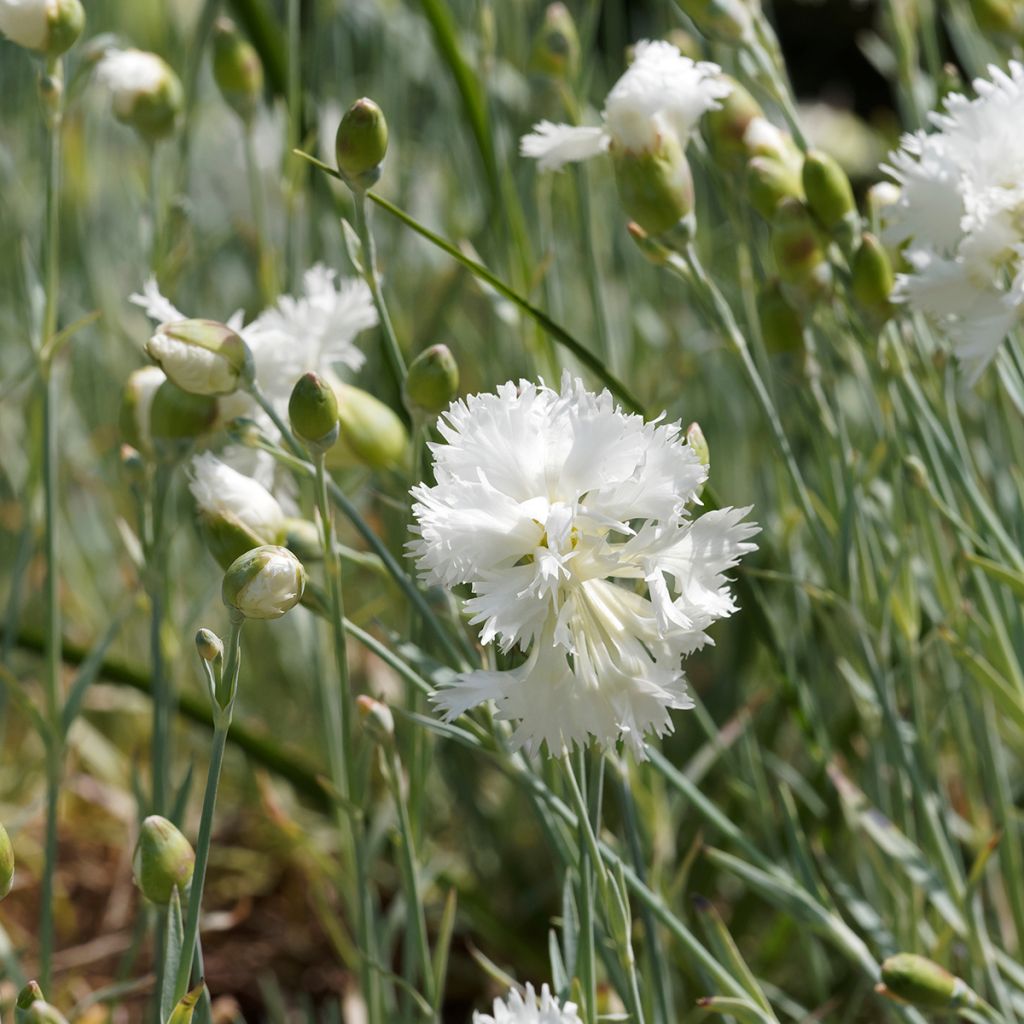 Dianthus plumarius Mrs Sinkins - Garofano strisciante