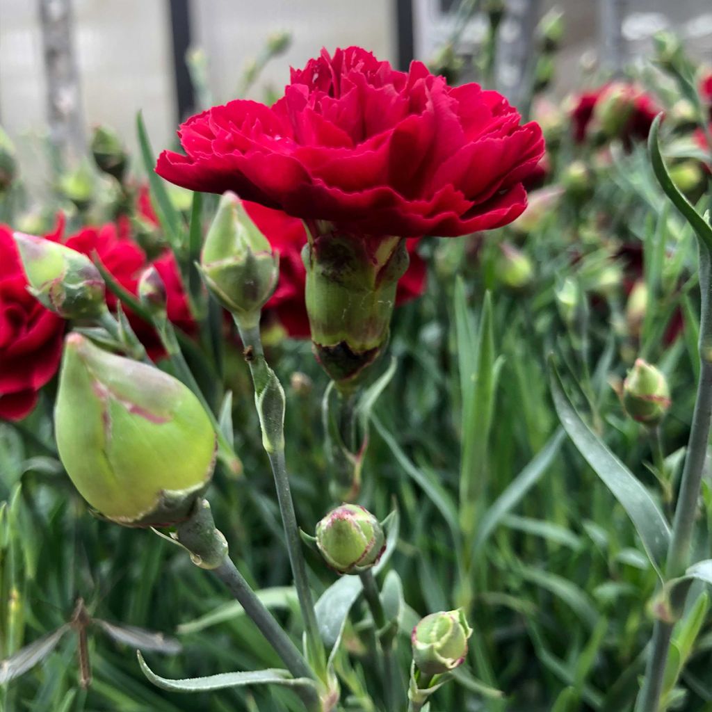 Dianthus plumarius Passion Hot Red - Garofano strisciante