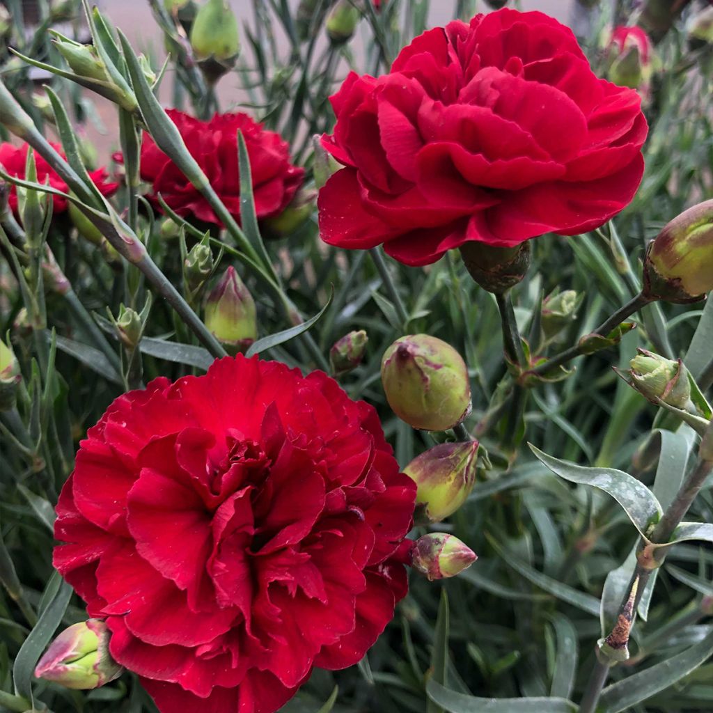 Dianthus plumarius Passion Hot Red - Garofano strisciante