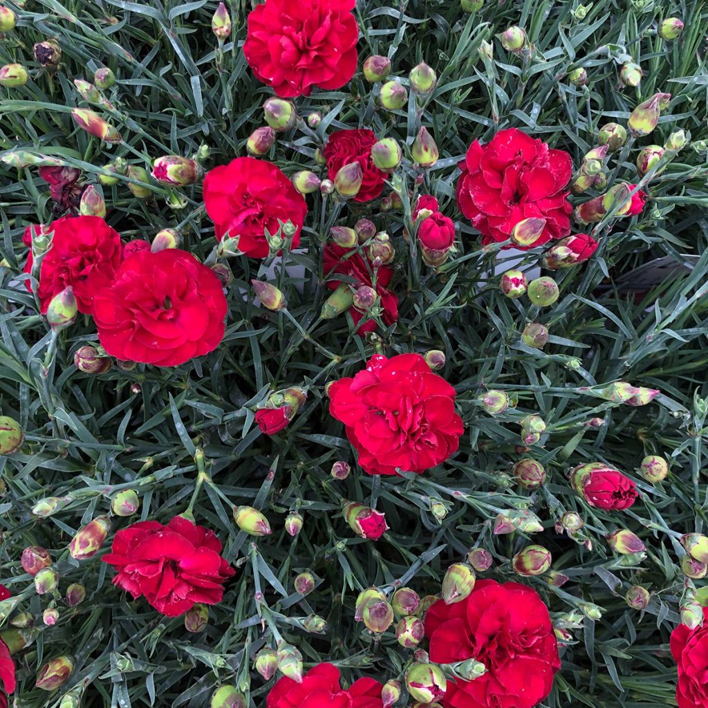 Dianthus plumarius Passion Hot Red - Garofano strisciante