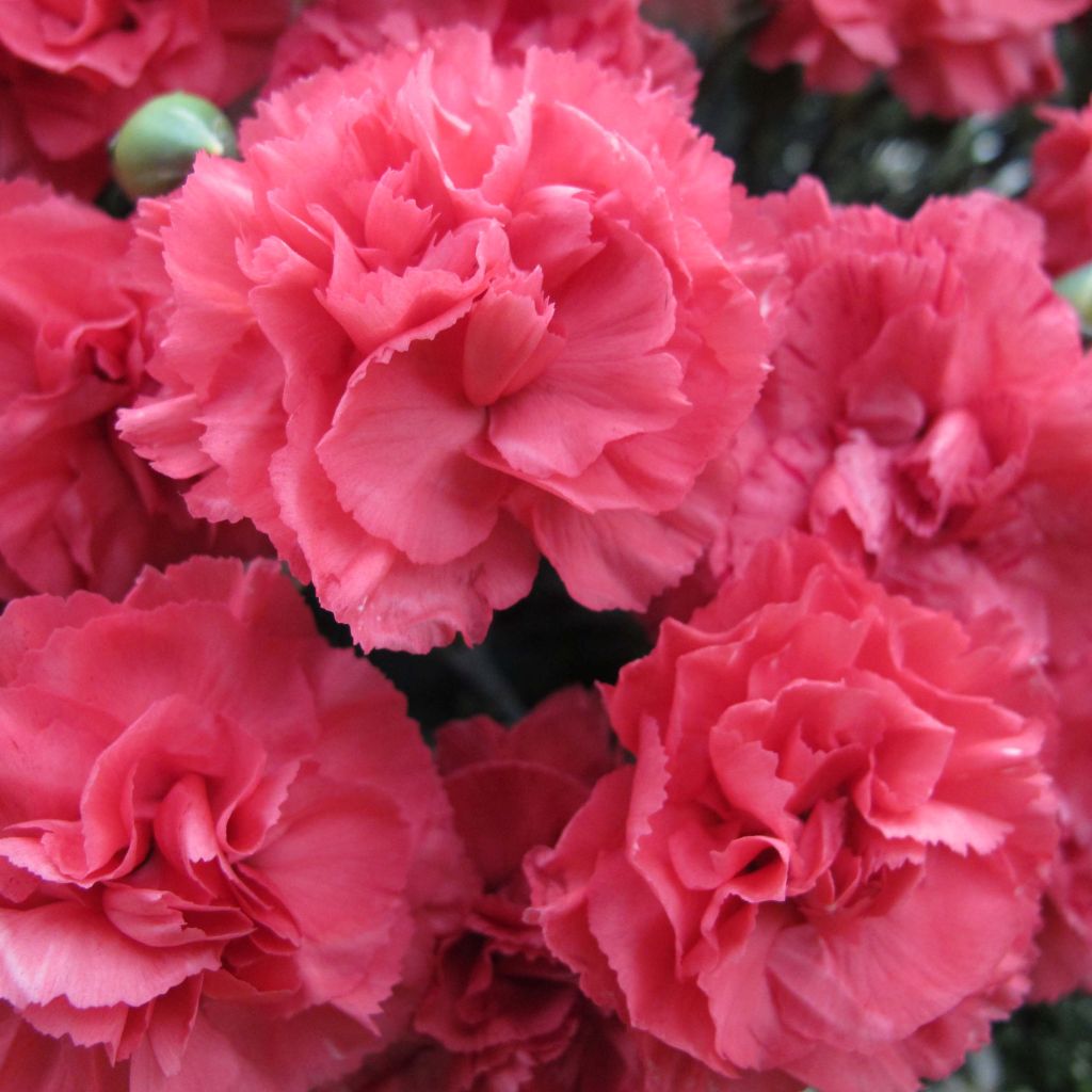 Dianthus plumarius Pretty Flamingo -  Oeillet mignardise 